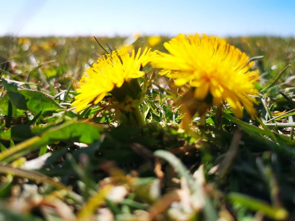 Low Angle Close Shot Couple Small Common Dandelions Isolated Blurred — Stock Photo, Image