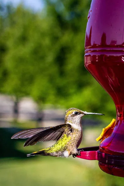 A vertical shot of a cute, red Hummingbird bird on a blurred background