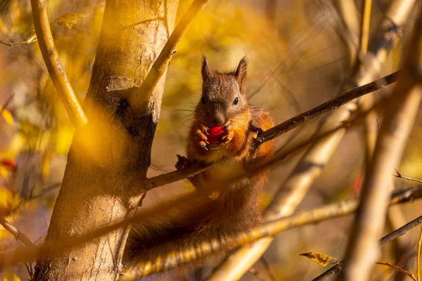 Ein Eichhörnchen Genießt Futter Auf Einem Ast Eines Baumes Wald — Stockfoto