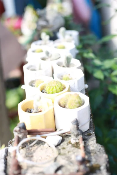 Colpo Verticale Piccoli Diversi Tipi Piante Cactus Vaso — Foto Stock