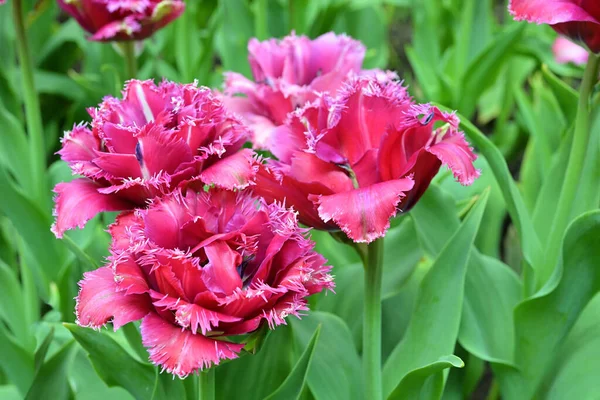 Tulip Flowers Usually Large Showy Bright Warm Colors Red Pink — Stock Photo, Image