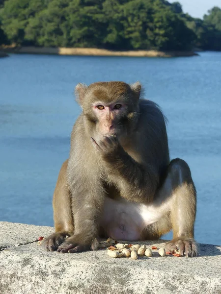 Disparo Vertical Macaco Comiendo Una Superficie Hormigón Puerto Hong Kong —  Fotos de Stock