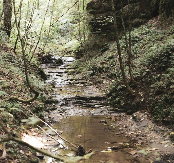 Wet path with water puddles among plants in a forest in Luxemburg, Mullerthal trail on a sunny day