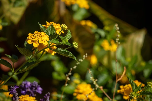 Bahçedeki Sarı Hint Lantana Çiçeğinin Sığ Odağı — Stok fotoğraf