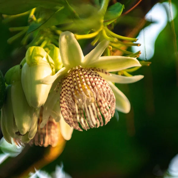 Primer Plano Flor Amarilla Pasión —  Fotos de Stock