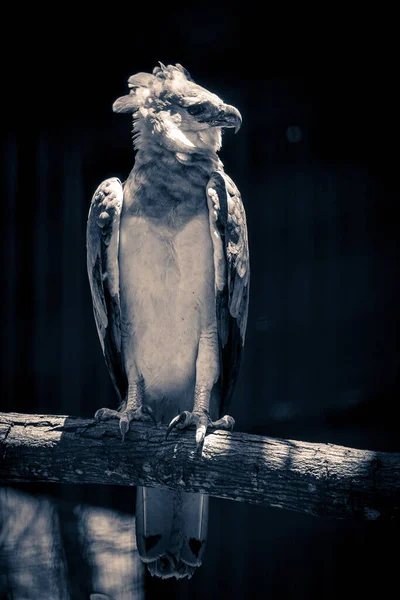Vertikal Bild Uppflugen Harpy Örn — Stockfoto