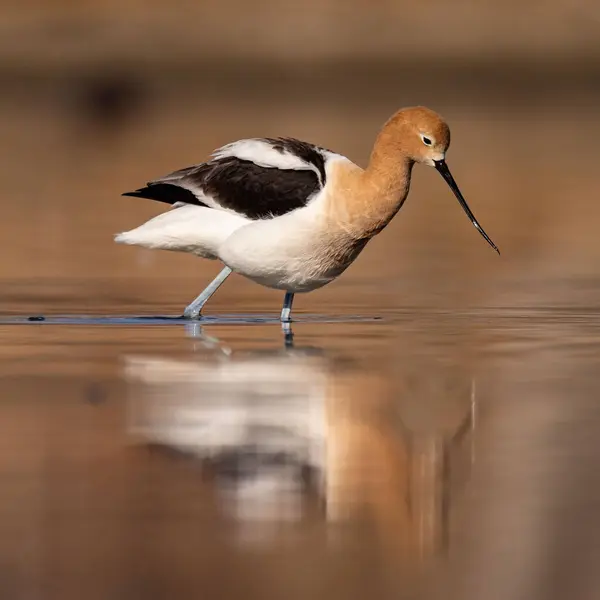 American Avocet Recurvirostra Americana Full Breeding Plumage Wading Pond Colorado —  Fotos de Stock