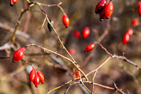 Bulanık bir zemin üzerinde kırmızı gül kalçalarının yakın plan fotoğrafı.