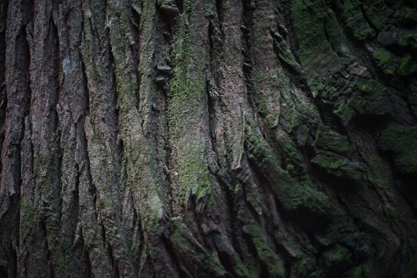 A Closeup of a huge tree trunk covered by green moss