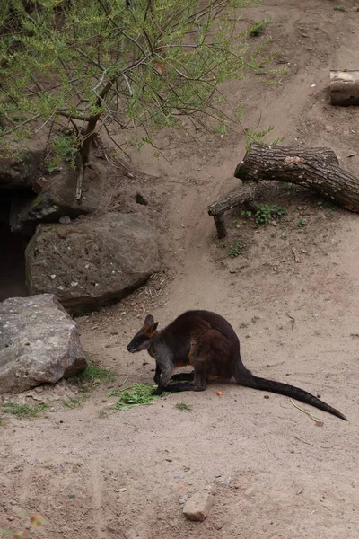 Eine Vertikale Aufnahme Eines Niedlichen Kängurus Einem Zoo — Stockfoto