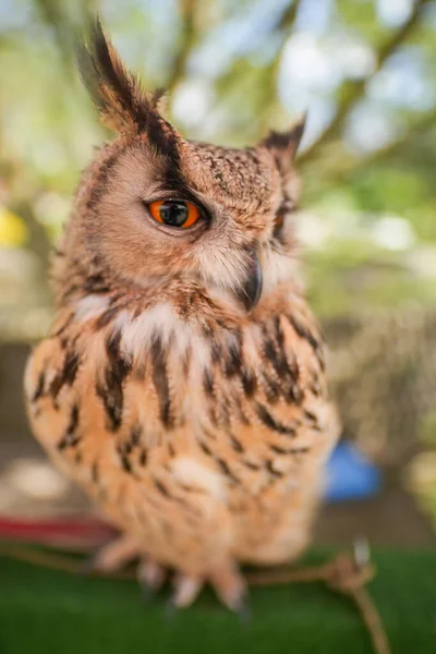 Closeup Cute Brown Black Feathered Owl Blurred Background — Zdjęcie stockowe