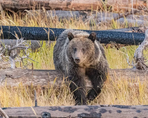 Vild Björn Som Svalkar Ett Träd Mellan Gräset — Stockfoto