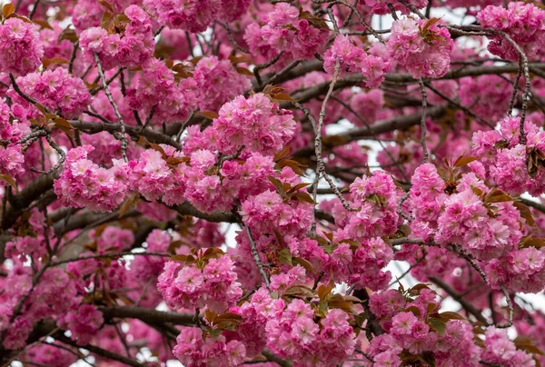 Крупный План Японской Сакуры Розовый Парк — стоковое фото