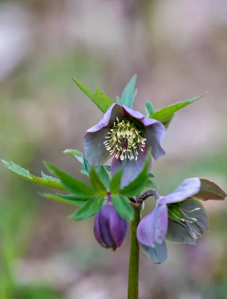 Close Helleborus Purpurascens Flower Green Fresh Nature — Stock Photo, Image