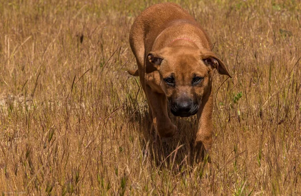 野の茶色い犬のクローズアップショット — ストック写真