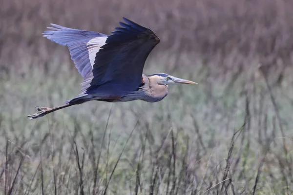 Closeup Gray Heron Bird Flying Grass — Stock Photo, Image
