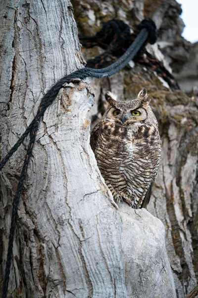 Vertical Shot Great Horned Owl Hollow Tree Nevada — Stock Photo, Image