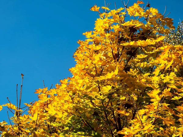 Eine Flache Aufnahme Des Herbstbaumes — Stockfoto