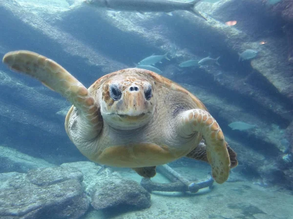 Selective Loggerhead Sea Turtle Caretta Caretta Ocean — Stock Photo, Image