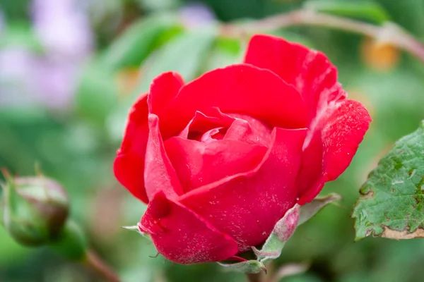 Mitad Rosa Que Florece Roja Jardín —  Fotos de Stock