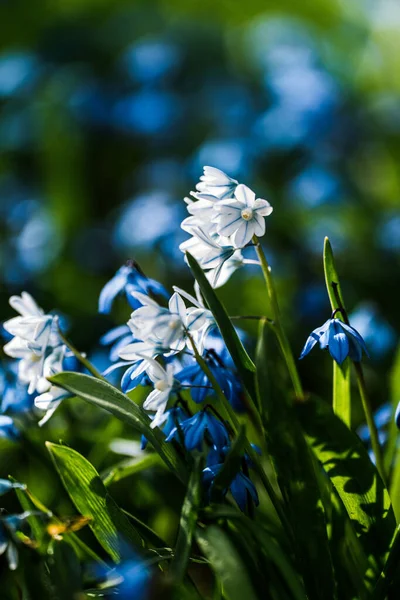 Floral Beauty Springtime — Stock Photo, Image