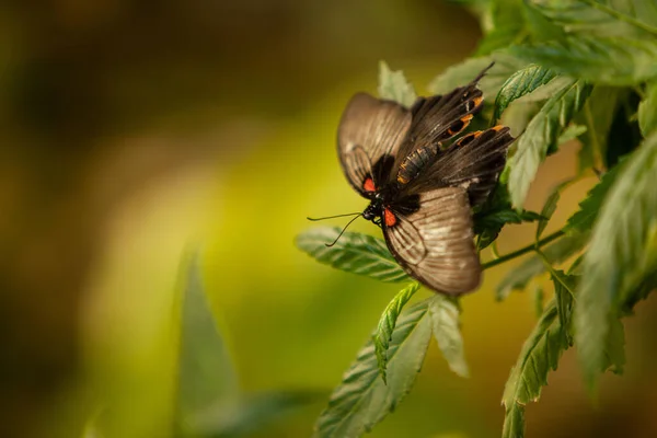 Closeup Shot Beautiful Great Mormon Swallowtail Papilio Memnon Leaves — Stock Photo, Image