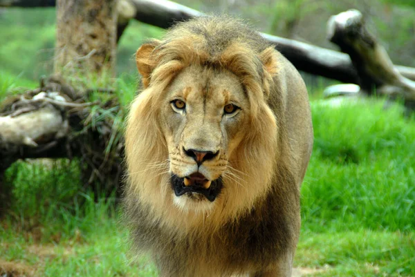 Großaufnahme Eines Löwen Auf Der Wiese Mit Holzstümpfen — Stockfoto