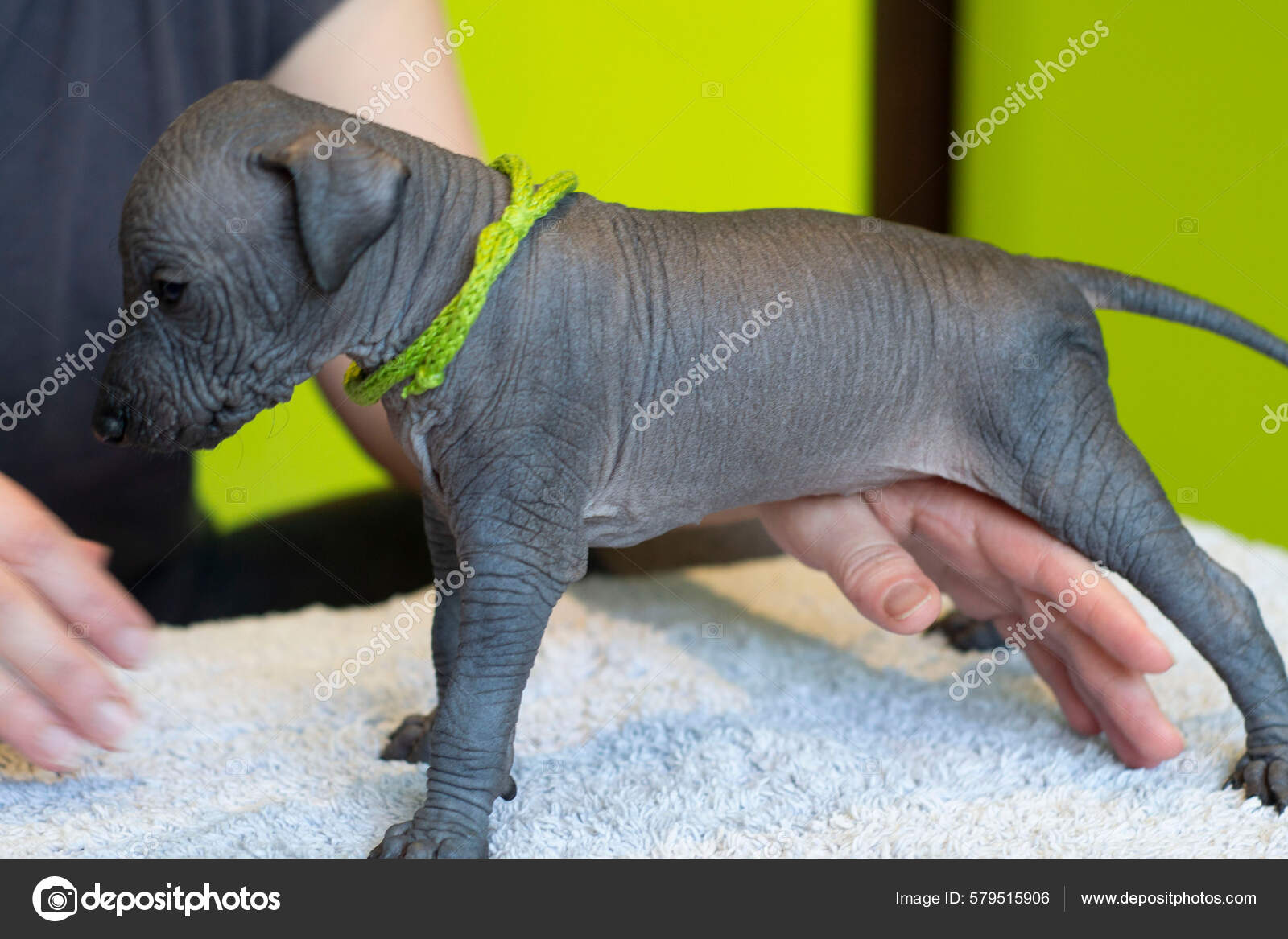 Puppy Xoloitzcuintle One Several Breeds Hairless Dog Stock Photo by  ©wirestock_creators 579515906