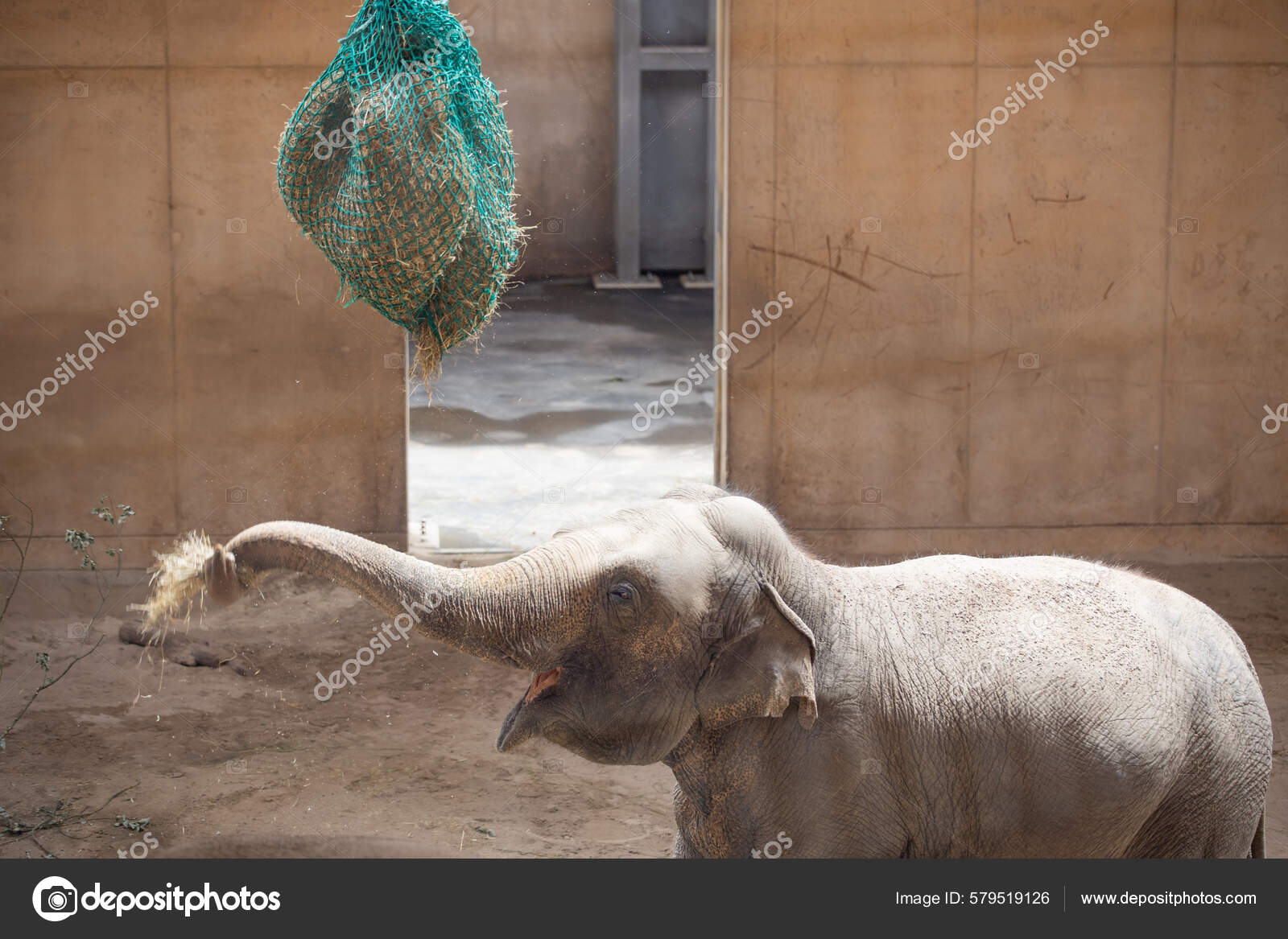 Small Elephant Eating Hanging Net Hay Zoo Stock Photo by