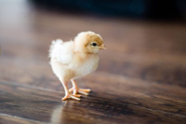 A closeup of an adorable chick on a wooden surface