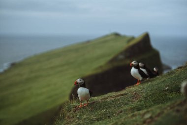 Faroe Adaları 'ndaki bulanık bir arka planda Atlantik martısının (Fratercula arktika) seçici odak çekimi