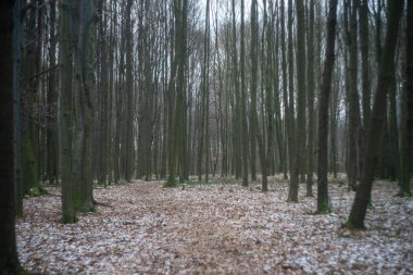 Uzun ağaçlarla dolu bir ormanın içinden güzel bir kare..