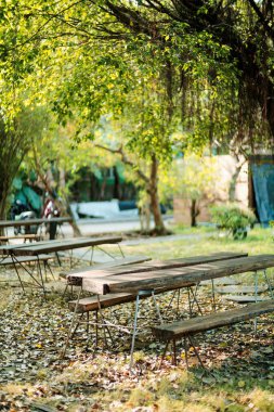 Söğüt ağacının dikey görüntüsü ve parktaki ahşap banklar.