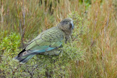 Nesli tükenmekte olan Kea, dünyanın en zeki kuşlarından biri. Yeni Zelanda 'ya özgü ve şu anda gerilemekte olan korunan bir tür (2022 )