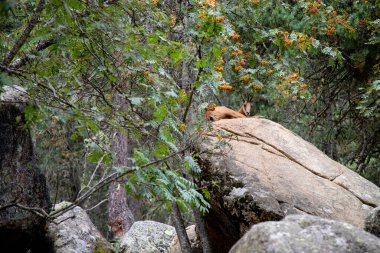 A wild deer on a rock in Aran Valley in the Pyrenees