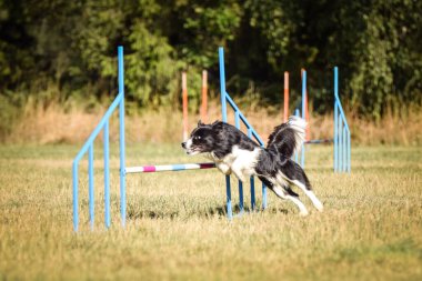 Parkta eğitim malzemelerinin üzerinden atlayan bir çoban köpeğinin seçici odak noktası.