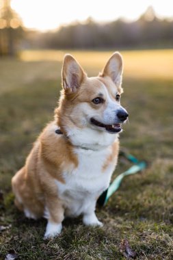 Bir Pembroke Galli Corgi köpeğinin dikey çekimi.