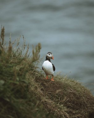 Faroe adalarındaki bulanık bir arka planda Atlantik martısının (Fratercula arktika) dikey bir görüntüsü