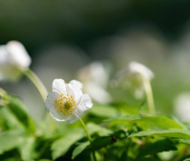 A macro shot of a blooming wood anemone (Anemonoides nemorosa) flower