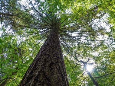 Düşük Açılı Büyük Ağaç
