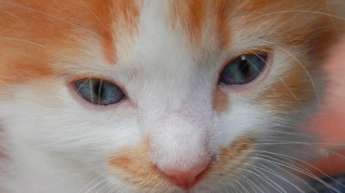 Zencefilli kedi yavrusunun yakın plan fotoğrafı.