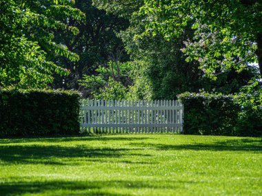 Güneşli bir günde güzel bir ormanın alçak açılı görüntüsü.