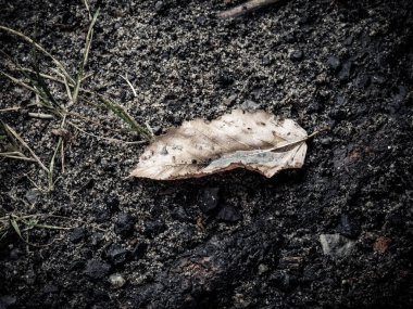 A closeup shot of a dry leaf on the soil