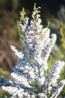 Deutzia bitkisinin dikey yakın çekimi.