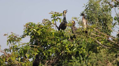Bir grup karabatak, mavi gökyüzü arka planına karşı ağaç dallarına tünemiş.