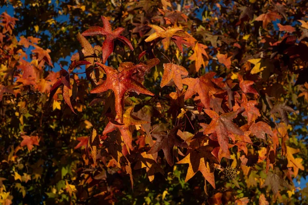 Closeup Shot American Sweetgum Autumn — Stock Photo, Image