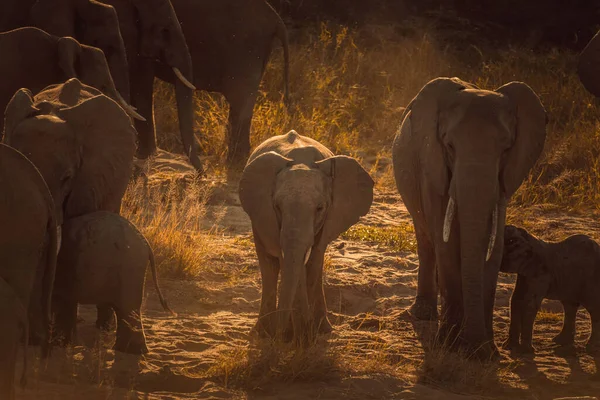 Beautiful Family Elephants Game Reserve Africa — Stock Photo, Image