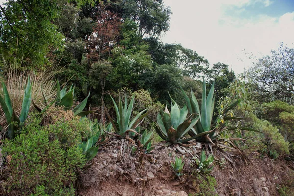 Agaves Bir Meksika Manzarası — Stok fotoğraf