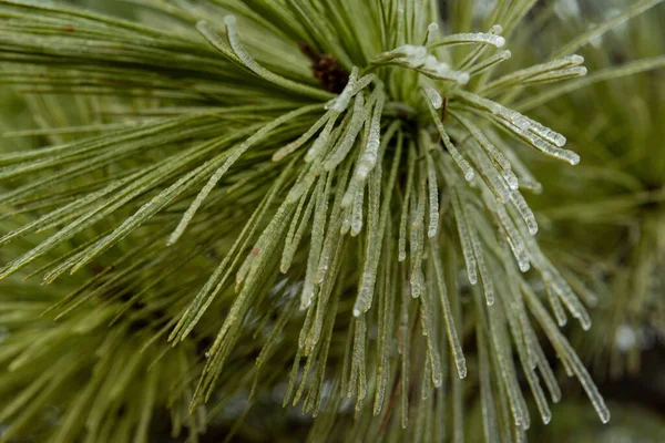 Beautiful Shot Blossom Pinus Montezumae Little Snow Garden — Stock Photo, Image