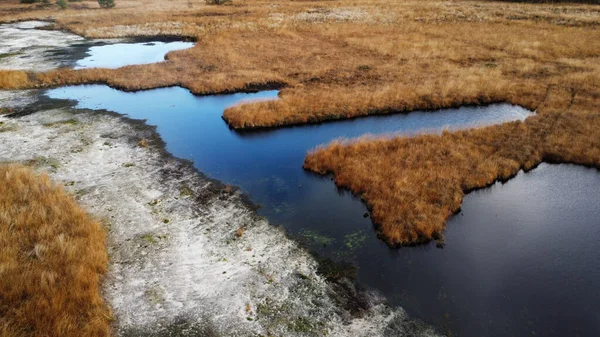 Tundrada bükülmüş bir bataklığın yakın çekimi.